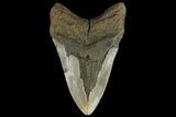 Fossil Megalodon Tooth - North Carolina #109797-2